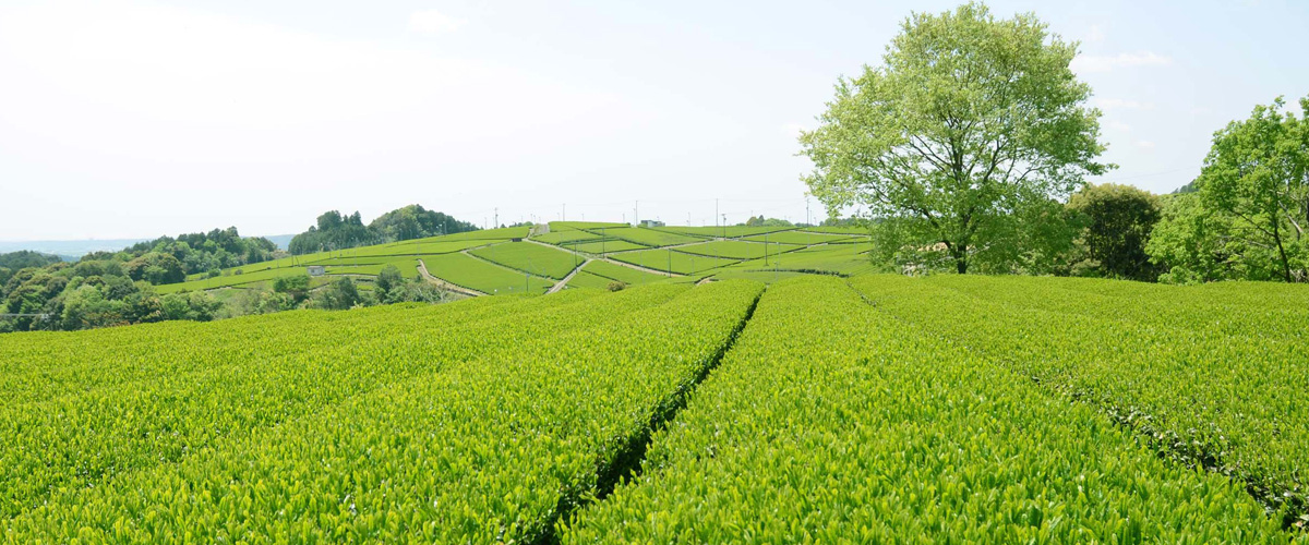 真っ赤な袋のお茶の詰め放題