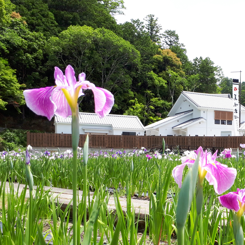 5月21日から菖蒲園が開園します